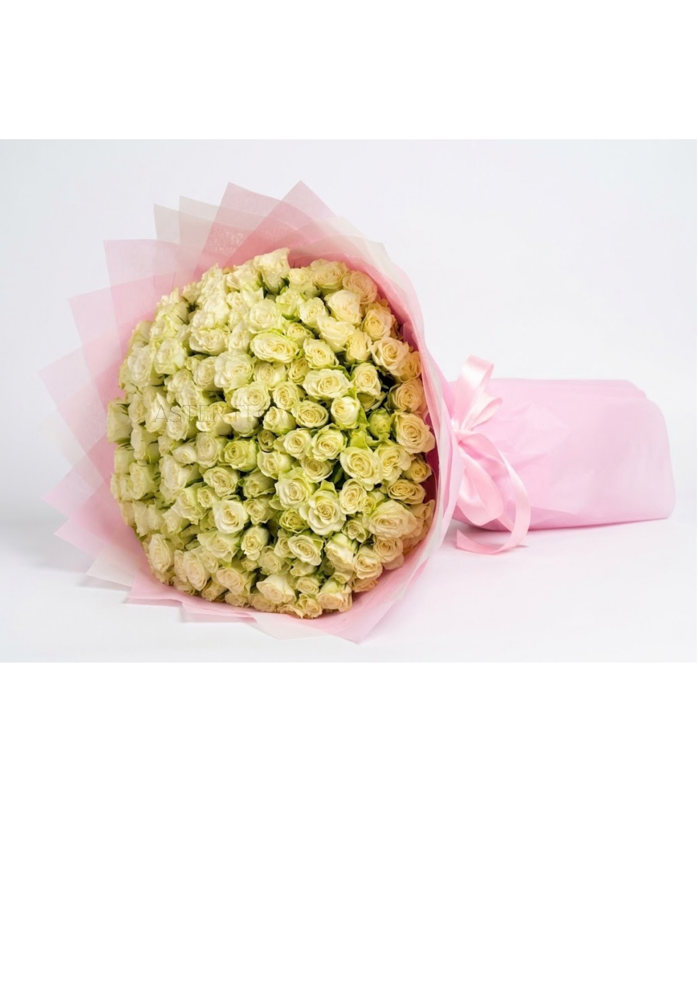 50 White Baby Rose Pink Wrapping (50 ورد جوري أبيض بغلاف وردي)