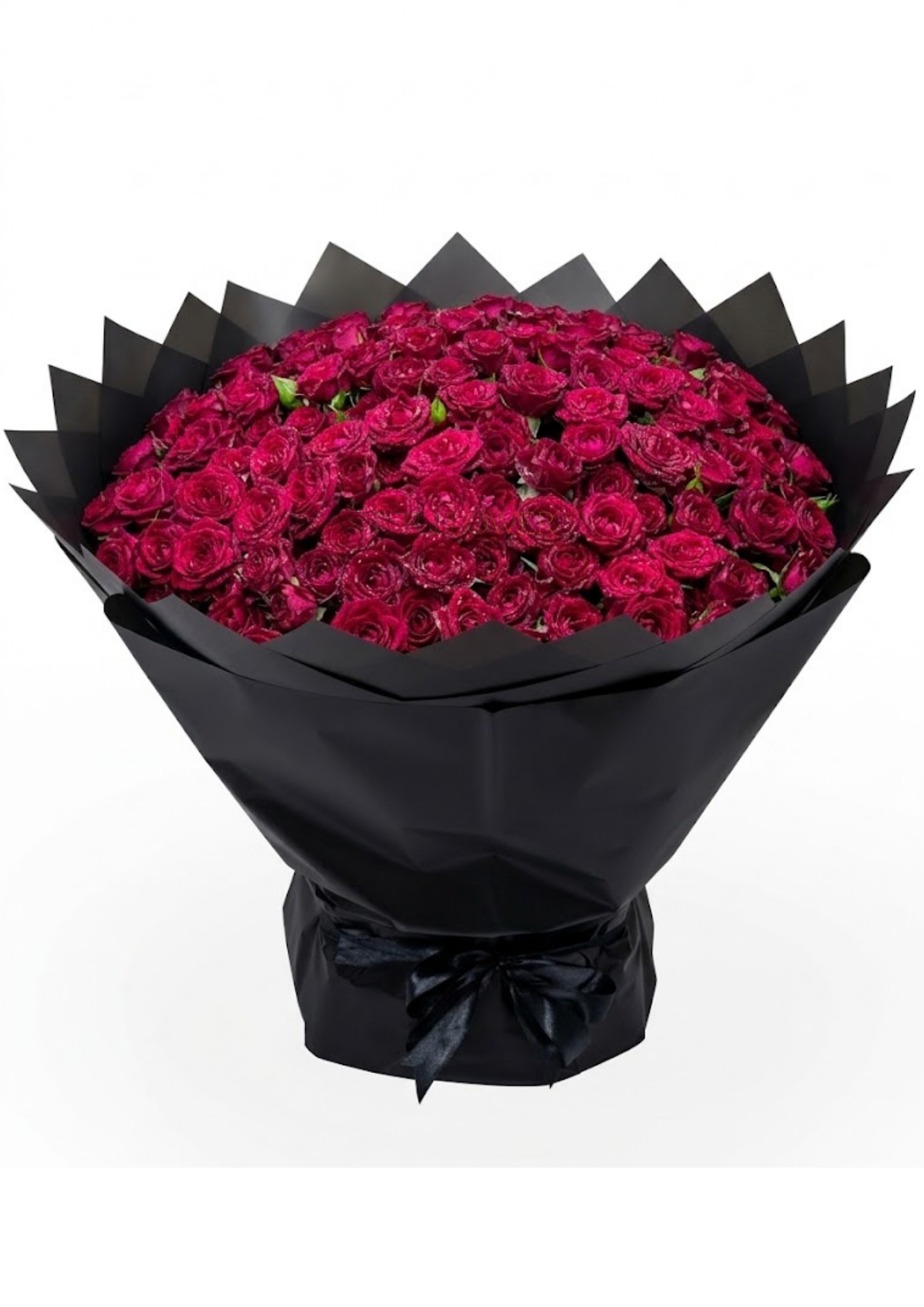 50 Red Baby Rose Bloom with Black Wrapping ( 50 ورده بيبي جوري أحمر مع تغليف أسود)